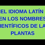 Descubre las mejores opciones de trabajos en idiomas ¡Aprovecha tus habilidades lingüísticas ahora!