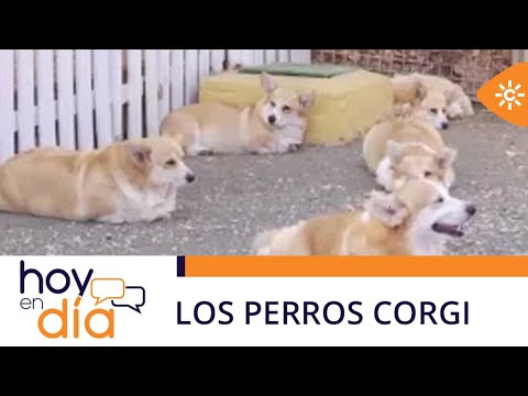 Los sorprendentes perros de la reina de Inglaterra: &iexcl;Descubre cu&aacute;ntos tiene!