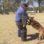 Nobleza en combate: héroes de guerra reconocidos