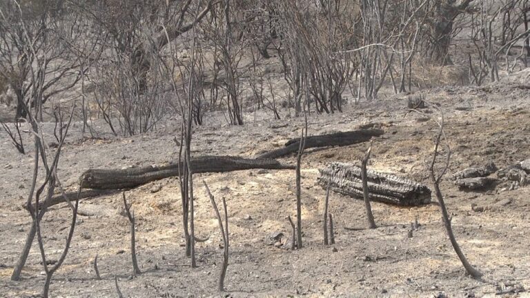 Protocolos de actuaci&oacute;n de la Guardia Civil en incendios: Gu&iacute;a optimizada