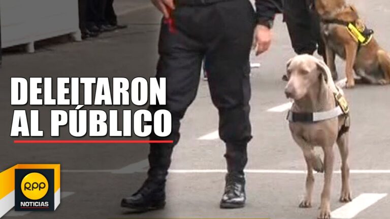 Las impresionantes habilidades de los perros policía