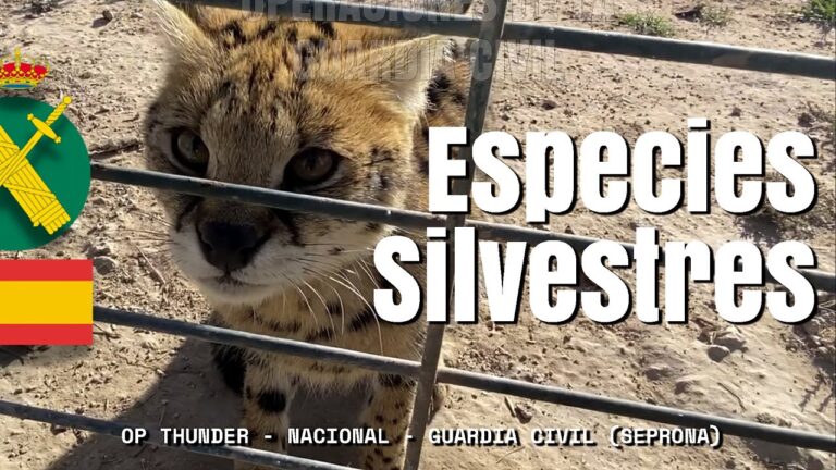 Apoyo operativo de la Guardia Civil en investigaciones judiciales