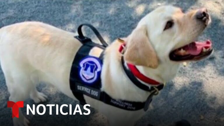 Importancia del Apoyo Emocional en la Polic&iacute;a