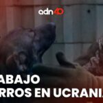 Carabinas pcp más potentes