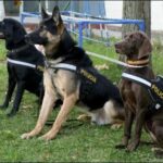 Entrenamiento Militar: Intensidad y Efectividad