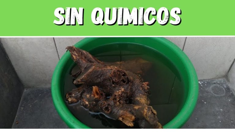 Descubre c&oacute;mo curar la madera de pino contra la polilla y protege tus muebles
